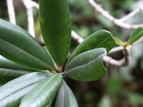 Myrsine robusta