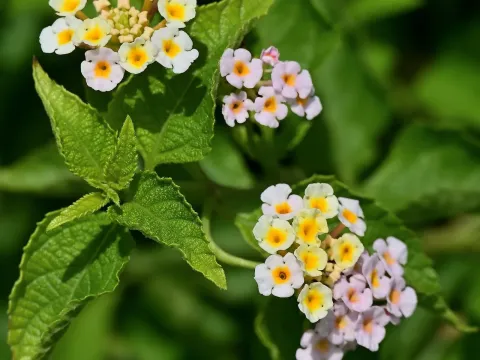 Лантана