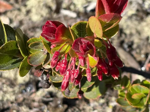 Vaccinium reticulatum