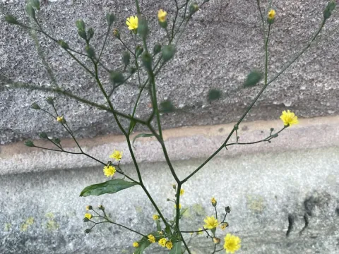 Nipplewort