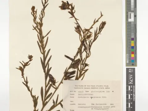 Crotalaria mysorensis