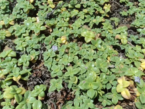 Hydrophylax