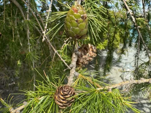 Модрина