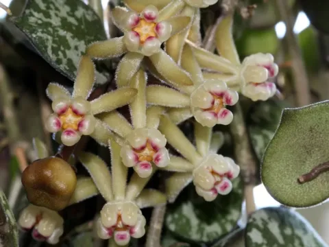 Jasminum curtisii