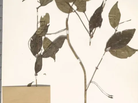 Nepal jasmine