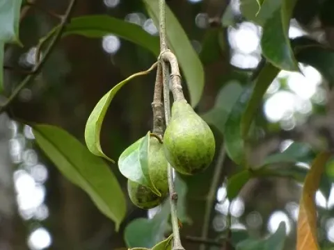 Leuconotis