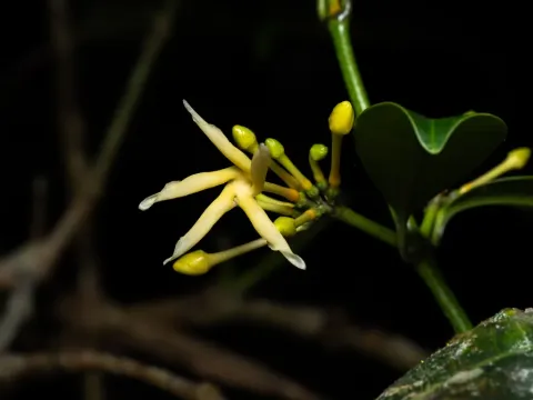 Chilocarpus