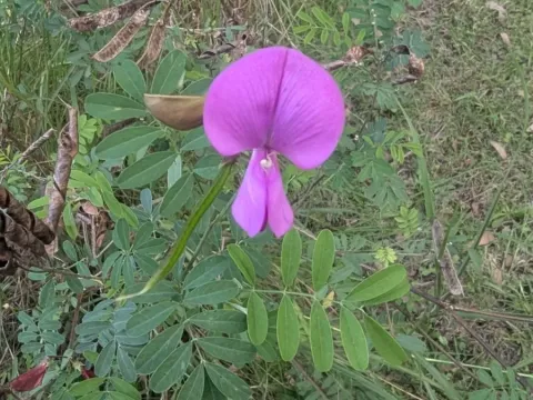 Tephrosia grandiflora