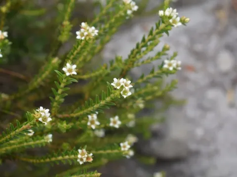 Diosma oppositifolia