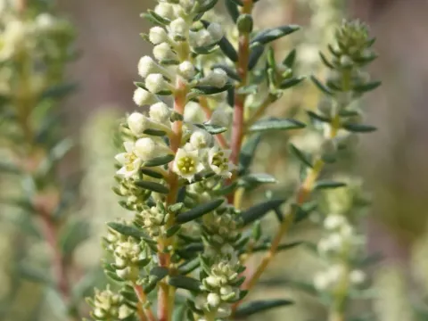 Phylica axillaris