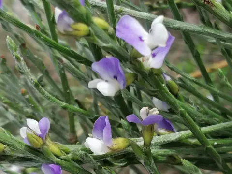 Psoralea aphylla