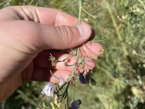 Psoralea verrucosa