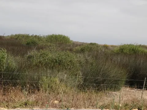 Elegia elephantina