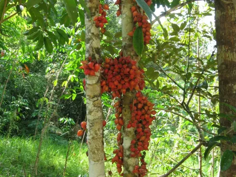 Baccaurea angulata