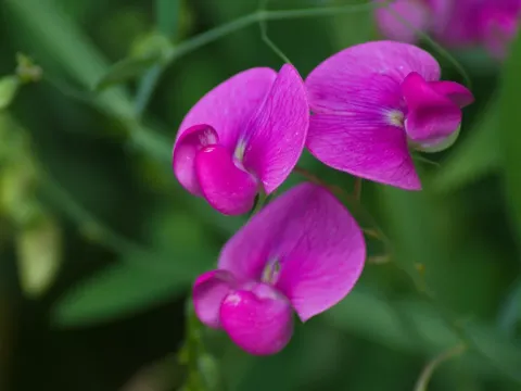 Chickling vetch