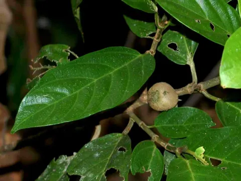 Ficus lepicarpa