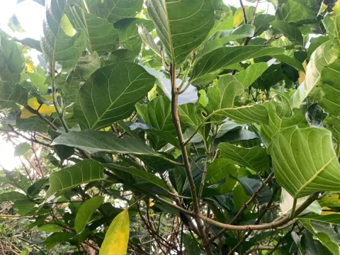Ficus septica