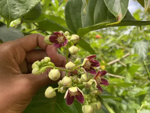 Mondia