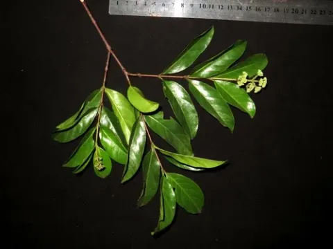 Norrisia