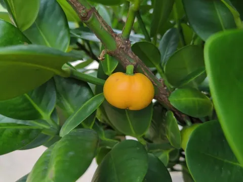 Garcinia subelliptica