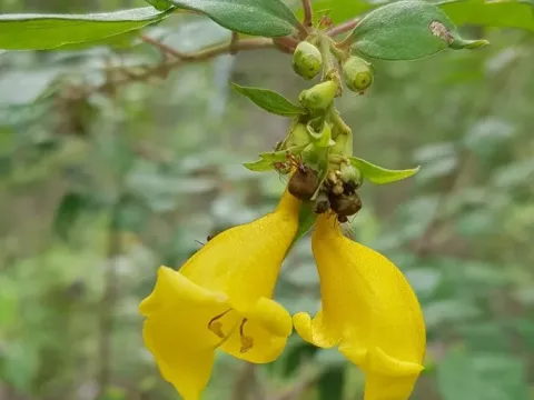 Gmelina elliptica