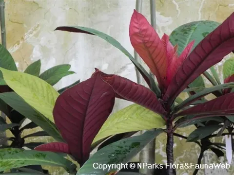 Palaquium maingayi