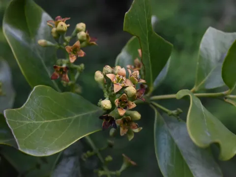 Santalum paniculatum