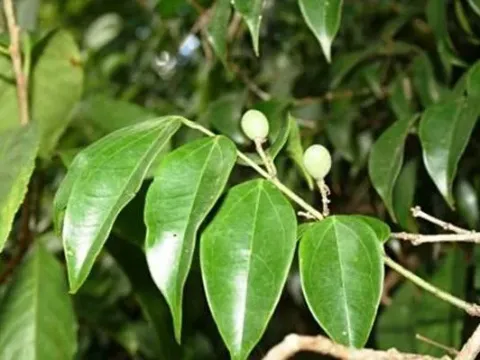 Strychnos mellodora