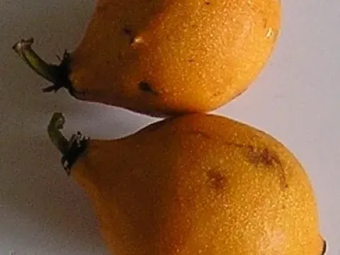 Garcinia acuminata