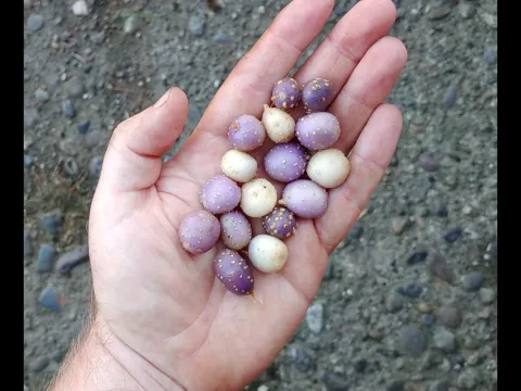 Solanum pinnatisectum