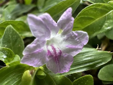 Ruellia repens