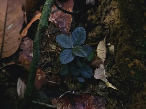 Птиссиглотис