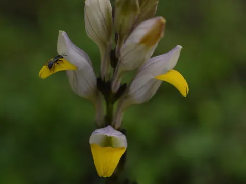 Гімностахіум