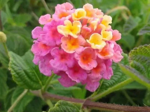 Lantana nivea