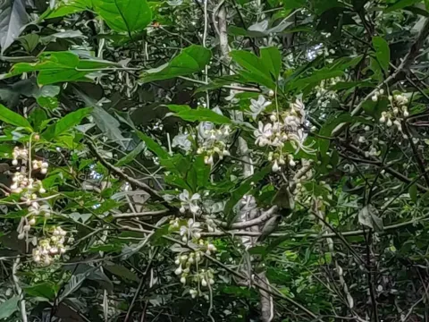 Клеродендрум поникающий