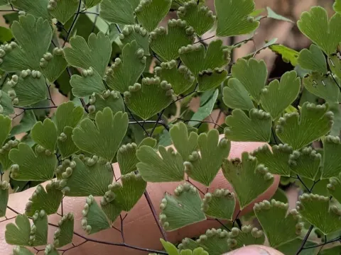 Adiantum andicola