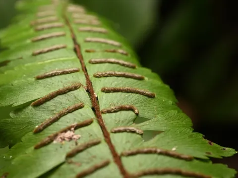 Adiantum pulverulentum