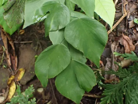 Adiantum seemannii