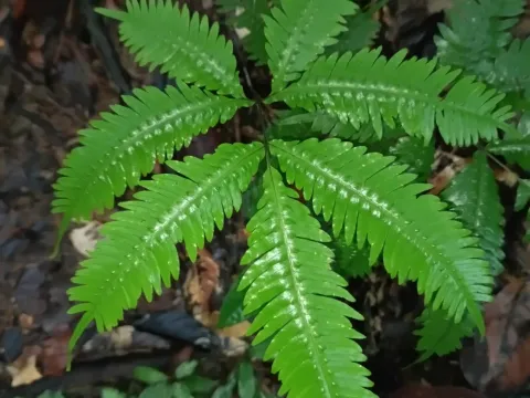 Pteris pungens