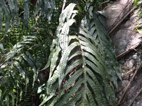 Phymatosorus membranifolius