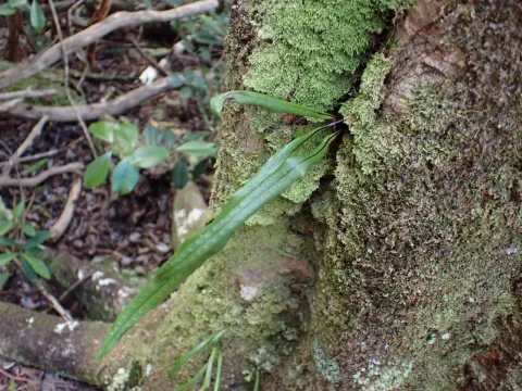 Neocheiropteris