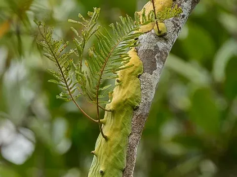 Lecanopteris