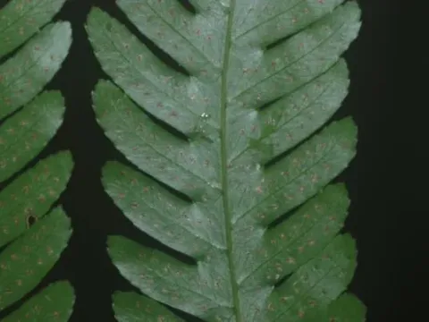 Pteridrys syrmatica