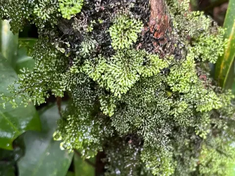 Hymenophyllum neesii