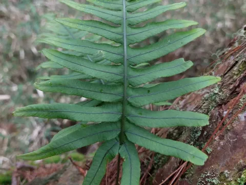 Goniophlebium
