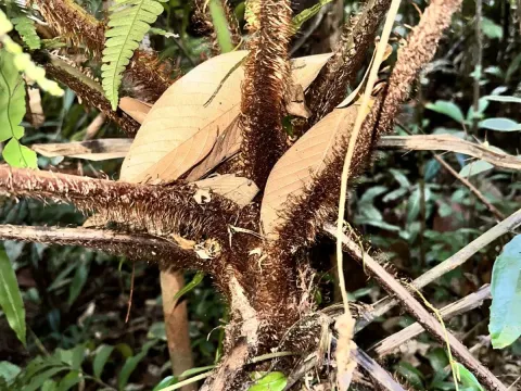 Sphaeropteris squamulata