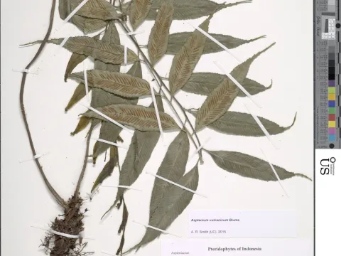 Asplenium vulcanicum