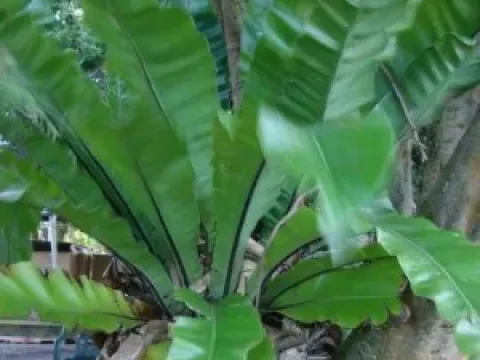 Asplenium nitidum