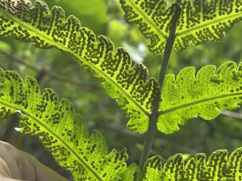 Плеокнемия иррегулярис