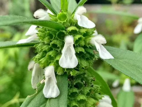 Leucas zeylanica